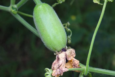 Lezzetli ve sağlıklı taze yeşil renkli balmumu koruyucu çiftlikteki ağaçta hasat için