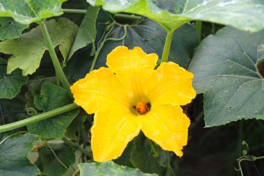 sarı renkli balmumu kabak çiçeği çiftlikteki ağaçta hasat için