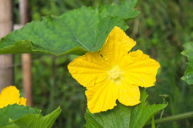 sarı renkli balmumu kabak çiçeği çiftlikteki ağaçta hasat için