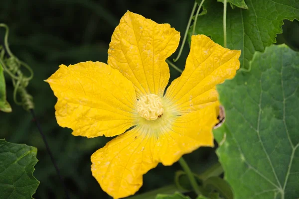 Yellow Colored Wax Gourd Flower Tree Farm Harvest — Stock Photo, Image