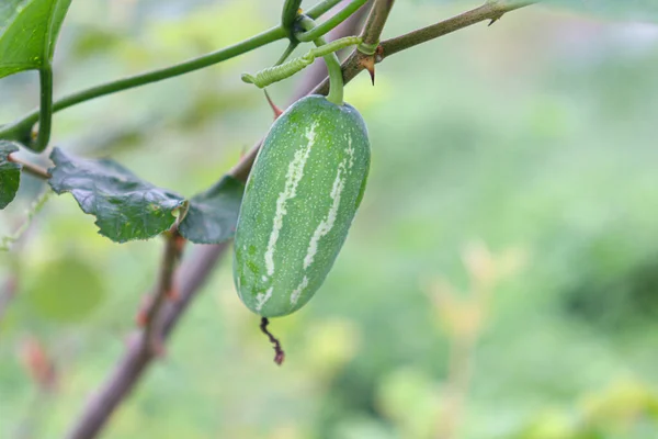 Зелений Колір Ivy Gourd Дереві Природі — стокове фото