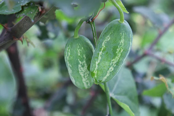 Verde Colorato Ivy Gourd Albero Natura — Foto Stock