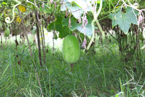 収穫のために農場の木の上においしいと健康的な新鮮な緑のワックスガード — ストック写真