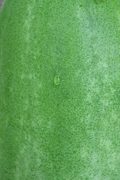 Tasty Healthy Fresh Green Colored Wax Guard Tree Farm Harvest — Stock Photo, Image