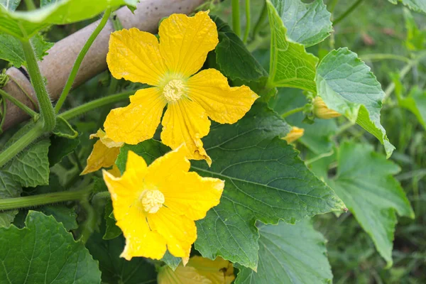 sarı renkli balmumu kabak çiçeği çiftlikteki ağaçta hasat için
