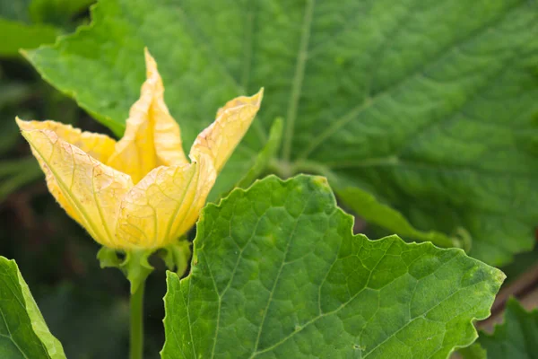 sarı renkli balmumu kabak çiçeği çiftlikteki ağaçta hasat için
