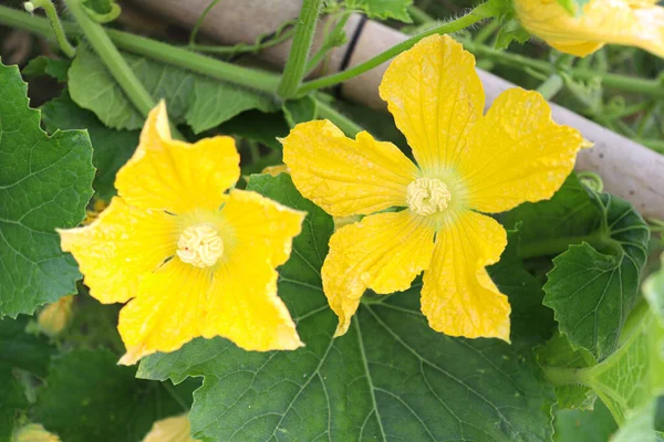 sarı renkli balmumu kabak çiçeği çiftlikteki ağaçta hasat için