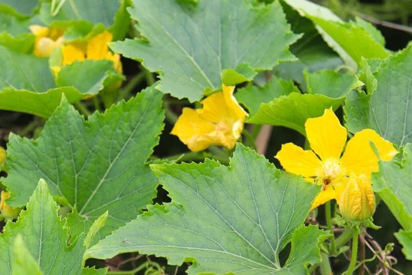 Gul Färgat Vax Kalebass Blomma Träd Gården För Skörd — Stockfoto