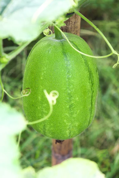 Savoureux Sain Garde Cire Couleur Verte Fraîche Sur Arbre Ferme — Photo