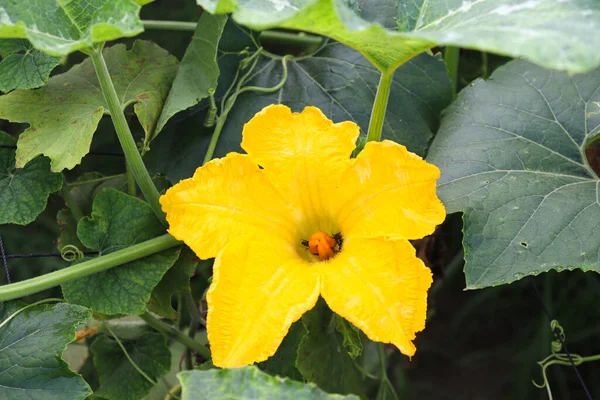 sarı renkli balmumu kabak çiçeği çiftlikteki ağaçta hasat için