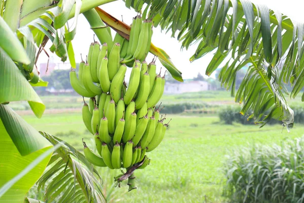 tasty and healthy raw banana bunch on tree in firm for harvest