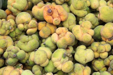 Taze taze Artocarpus Lacucha hisseleri satılık.