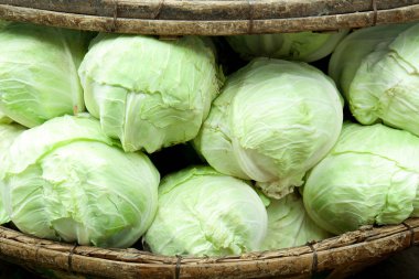 Taze ve sağlıklı yeşil renkli Cabbege stokları satışta.