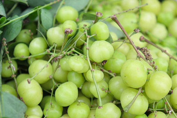 Leckere Und Gesunde Star Stachelbeerbrühe Steht Zum Verkauf — Stockfoto