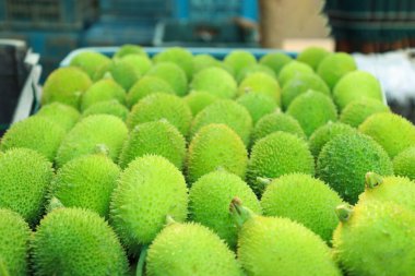 Taze ve yeşil tatlı acı su kabağı stoku satılık.