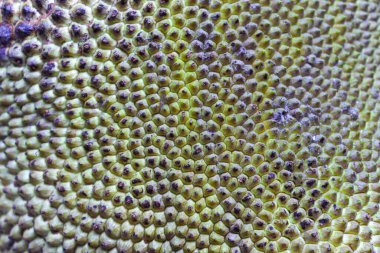Jackfruit 'in doku arka planı Herhangi bir kullanım için Peel