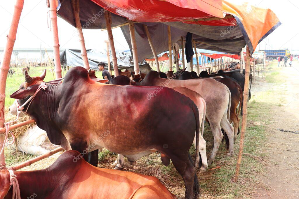 cow stock on Bazaar for sell eid ul adha
