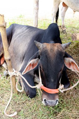 Pazar 'daki inek stokları bayram satışı için.