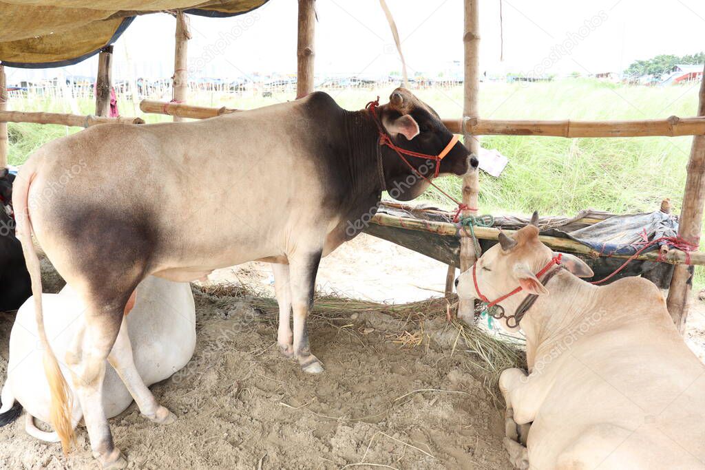 cow stock on Bazaar for sell eid ul adha
