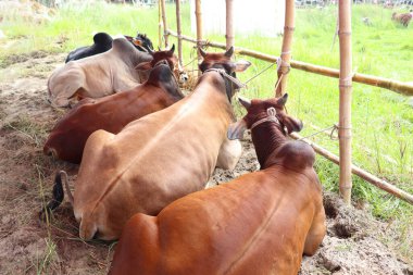Pazar 'daki inek stokları bayram satışı için.