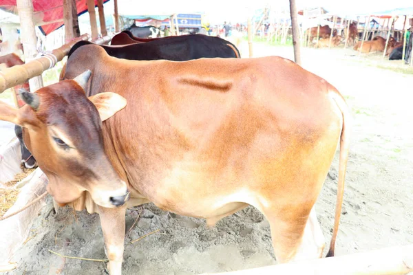Cow Stock Bazaar Sell Eid Adha — Stockfoto