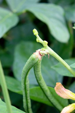 Çiftlikte hasat için taze ve sağlıklı kuşkonmaz.