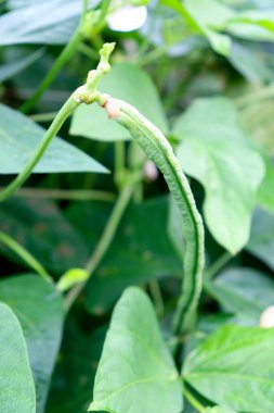 Çiftlikte hasat için taze ve sağlıklı kuşkonmaz.