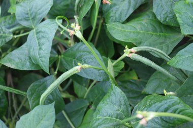 Çiftlikte hasat için taze ve sağlıklı kuşkonmaz.