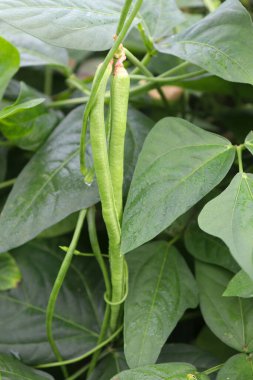 Çiftlikte hasat için taze ve sağlıklı kuşkonmaz.