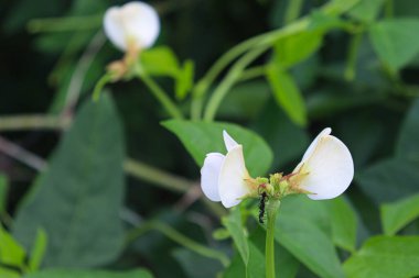 Çiğ taze ve sağlıklı kuşkonmaz.