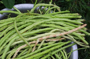 Çiftlikte hasat için taze ve sağlıklı kuşkonmaz.