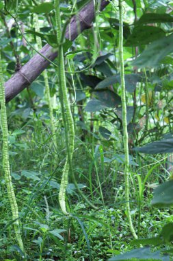Çiftlikte hasat için taze ve sağlıklı kuşkonmaz.