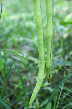 Çiftlikte hasat için taze ve sağlıklı kuşkonmaz.