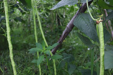 Çiftlikte hasat için taze ve sağlıklı kuşkonmaz.