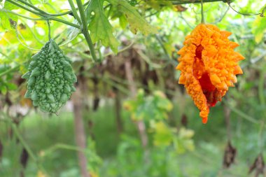 Taze ve sağlıklı olgun, çekirdekli acı kavun.