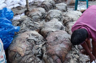 İşlem için tabakhanedeki ineğin tuzlanmış deri stoğu.