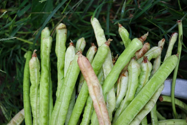 Roher Frischer Und Gesunder Spargel Auf Dem Bauernhof Zur Ernte — Stockfoto