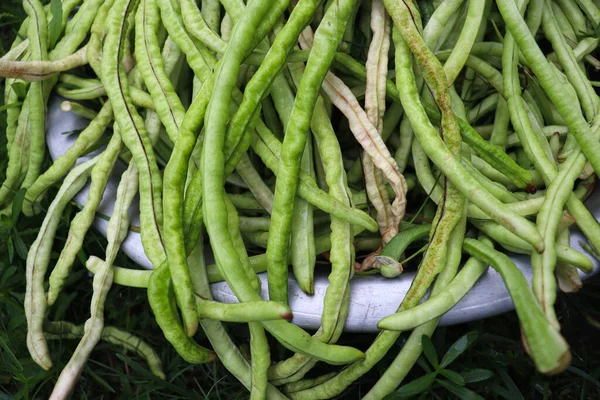 Raw Fresh Healthy Asparagus Farm Harvest — Stock fotografie
