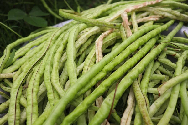 Raw Fresh Healthy Asparagus Farm Harvest — 图库照片