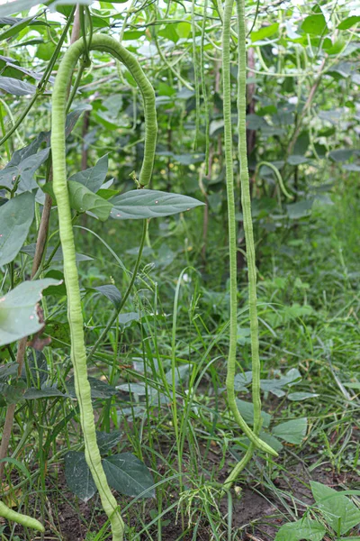 Roher Frischer Und Gesunder Spargel Auf Dem Bauernhof Zur Ernte — Stockfoto