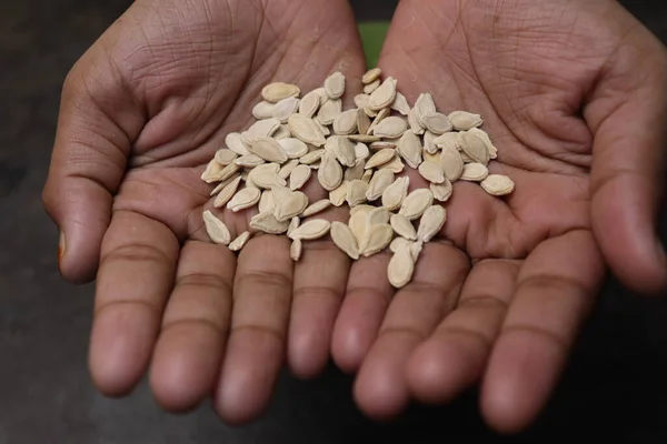 wax gourd seeds on hand for harvest