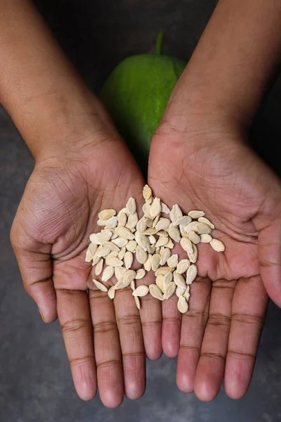 wax gourd seeds on hand for harvest