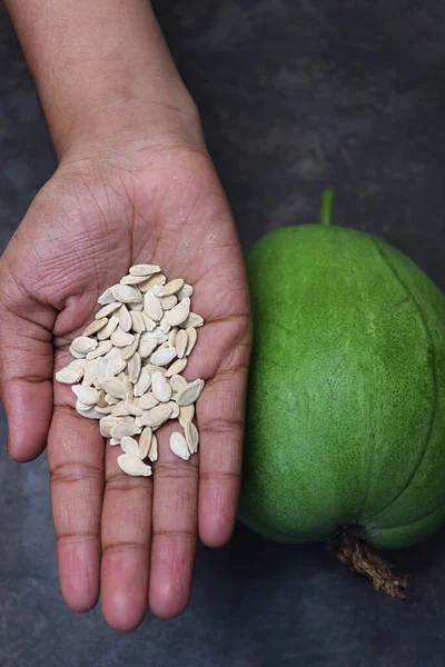 wax gourd with seeds on hand for harvest