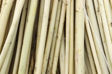 Jute Stick stokları kurulama ve hasat için sahada
