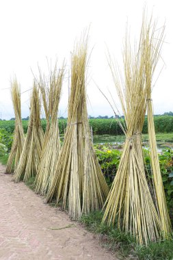 Jute Stick stokları kurulama ve hasat için sahada