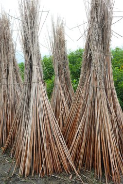 Jute Stick stokları kurulama ve hasat için sahada