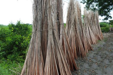 Jute Stick stokları kurulama ve hasat için sahada