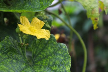 Tarlada hasat için ağaçta çiçekli kabak.