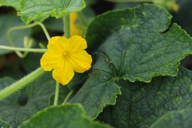 Tarlada hasat için ağaçta çiçekli kabak.