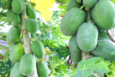 yeşil ve sağlıklı çiğ papaya stoğu çiftlikteki ağaçta hasat için